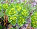 Euphorbia helioscopia